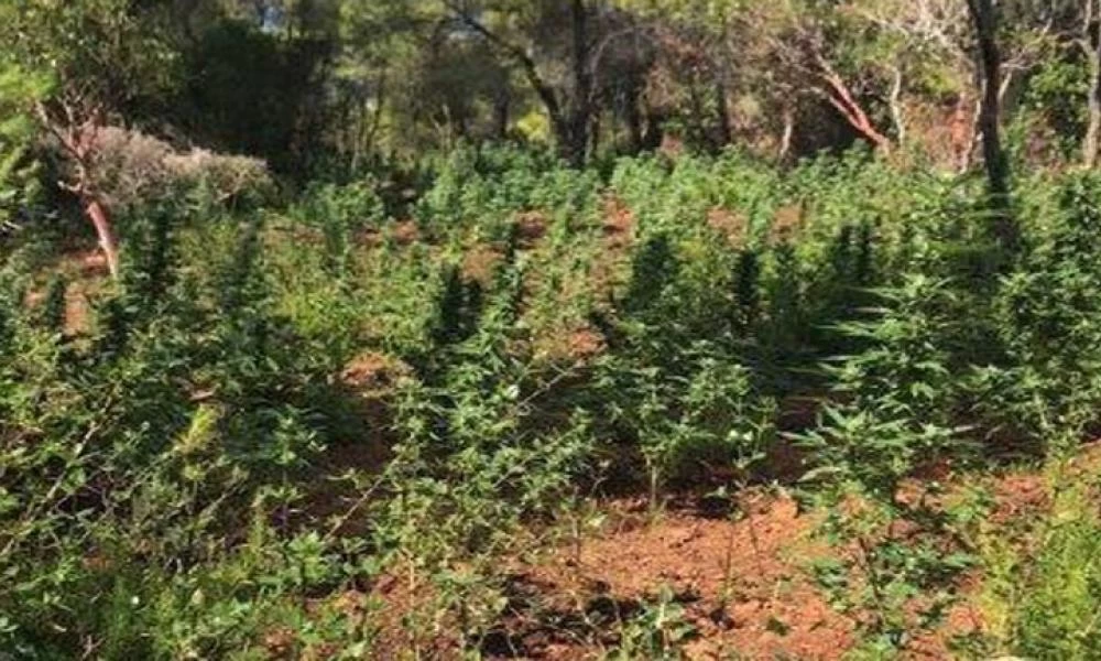 "Δάσος" από δενδρύλλια κάνναβης στα Γεράνια Όρη εντοπίστηκε από την ΕΛ.ΑΣ. - Βίντεο